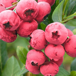 Borówka amerykańska Pink Lemonade (średnia)