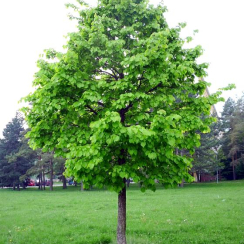 Leszczyna turecka (corylus colurna)