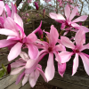 Magnolia hybrydowa Betty : zmniejszona - Zdjęcie №2
