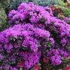 Azalia japońska Geisha Purple : zmniejszona - Zdjęcie №1