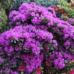 Azalia japońska Geisha Purple