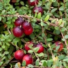 Żurawina wielkoowocowa Early Black : zmniejszona - Zdjęcie №2