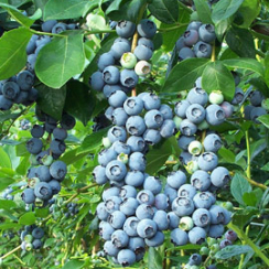 Borówka amerykańska Bluegold (2 letnia)