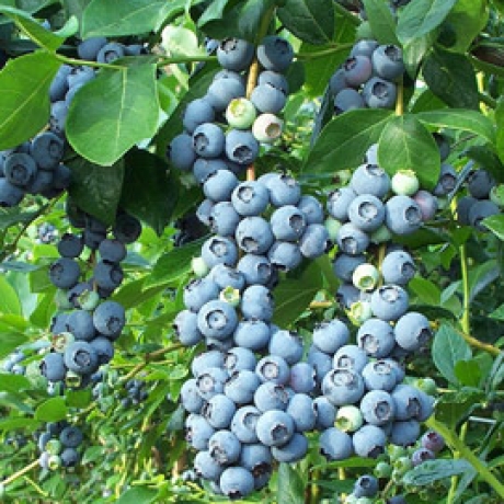 Borówka amerykańska Bluegold (wczesna) - Zdjęcie №1