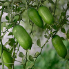 Limonka palczasta Faustrime (microcitrus australasica) : zmniejszona - Zdjęcie №1