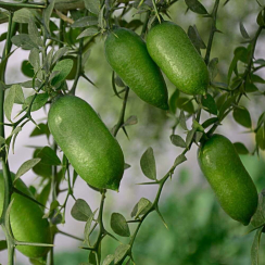 Limonka palczasta Faustrime (microcitrus australasica)