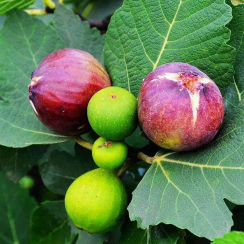 Figowiec truskawkowy Verte (fioletowy)