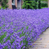 Lawenda wąskolistna Munstead (lavandula angustifolia) : zmniejszona - Zdjęcie №3