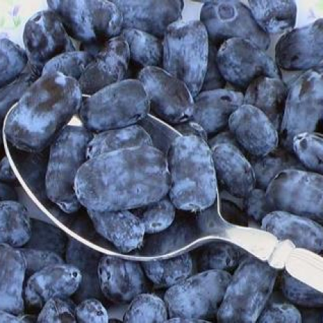 Jagoda kamczacka Indigo Gem (średnia dojrzałość) - Zdjęcie №2