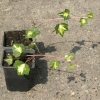 Bluszcz pospolity Gold Heart (hedera helix) : zmniejszona - Zdjęcie №2