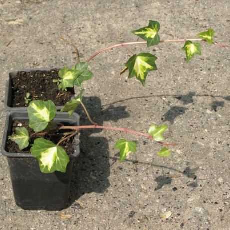 Bluszcz pospolity Gold Heart (hedera helix) - Zdjęcie №2