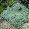 Jałowiec płożący Blue Carpet (Juniperus horizontalis) : zmniejszona - Zdjęcie №2