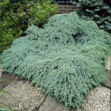 Jałowiec płożący Blue Carpet (Juniperus horizontalis) - Zdjęcie №2