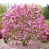Magnolia hybrydowa Susan : zmniejszona - Zdjęcie №3