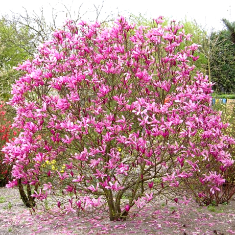 Magnolia hybrydowa Susan - Zdjęcie №3