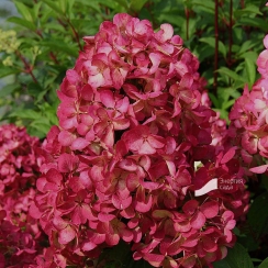 Hortensja Diamant Rouge
