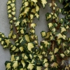 Bluszcz pospolity Gold Heart (hedera helix) : zmniejszona - Zdjęcie №1