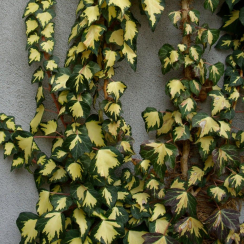 Bluszcz pospolity Gold Heart (hedera helix)