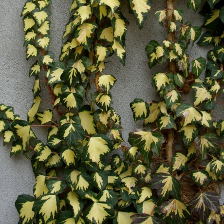 Bluszcz pospolity Gold Heart (hedera helix) - Zdjęcie №1