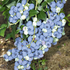 Borówka amerykańska Bluecrop (średnia)