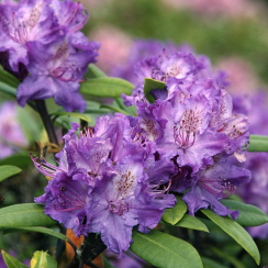 Różanecznik Alfred (rhododendron) C2 h 30-50 cm