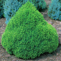Świerk biały (picea glauca) Alberta globe (C3 h35-45cm)