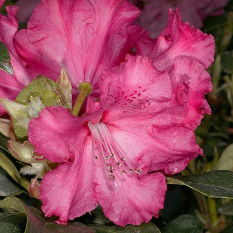 Różanecznik Andantino (rhododendron) C2 h 30-50 cm - Zdjęcie №1
