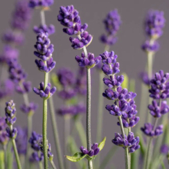 Lawenda wąskolistna Essence Purple (lavandula angustifolia)