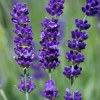 Lawenda wąskolistna Essence Purple (lavandula angustifolia) : zmniejszona - Zdjęcie №2