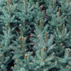 Świerk kłujący (picea pungens) Apache (P9 h15-25cm) : zmniejszona - Zdjęcie №1