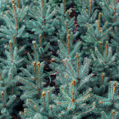 Świerk kłujący (picea pungens) Apache (P9 h15-25cm)