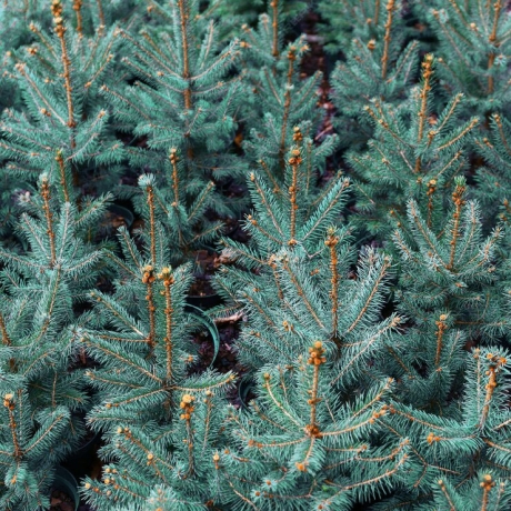 Świerk kłujący (picea pungens) Apache (P9 h15-25cm) - Zdjęcie №1