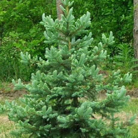 Świerk kłujący (picea pungens) Apache (P9 h15-25cm) - Zdjęcie №2