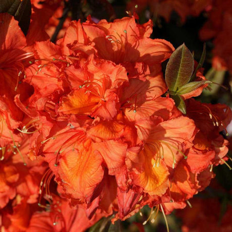 Azalia wielkokwiatowa Apricot C2 h 30-65 cm - Zdjęcie №1