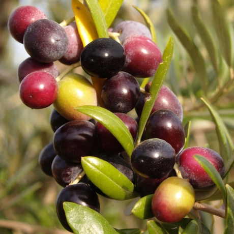 Drzewo oliwne (oliwka) Arbequina (h20-35cm) - Zdjęcie №1