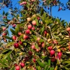 Drzewo oliwne (oliwka) Arbequina (h20-35cm) : zmniejszona - Zdjęcie №2