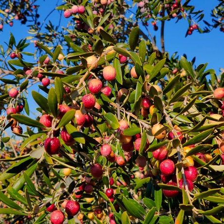 Drzewo oliwne (oliwka) Arbequina (h20-35cm) - Zdjęcie №2