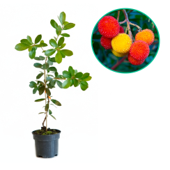 Arbutus unedo Atlantic (dwuletnie sadzonki С1 25-35cm)