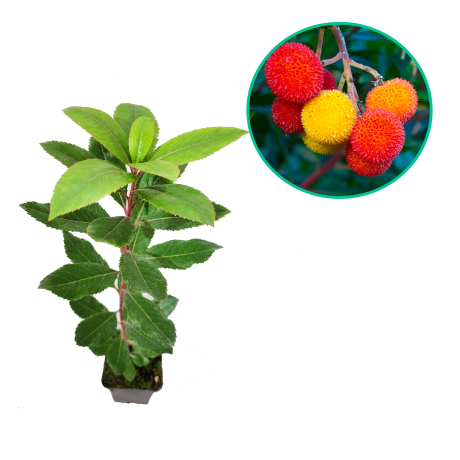 Arbutus unedo Atlantic (Doniczka p9 h 15-25 cm) - Zdjęcie №1