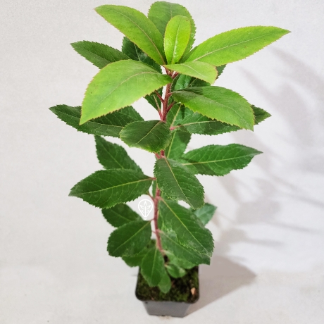 Arbutus unedo Compacta (Doniczka p9 h 15-25 cm) - Zdjęcie №3