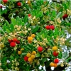 Arbutus unedo Compacta (Doniczka p9 h 15-25 cm) : zmniejszona - Zdjęcie №2