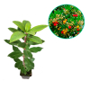 Arbutus unedo Compacta (Doniczka p9 h 15-25 cm) : zmniejszona - Zdjęcie №1