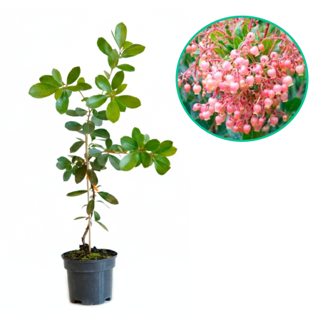 Arbutus unedo Rubra (dwuletnie sadzonki С1 25-35cm) - Zdjęcie №1