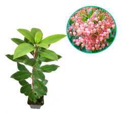  Arbutus unedo Rubra (Doniczka p9 h 15-25 cm)