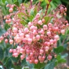  Arbutus unedo Rubra (Doniczka p9 h 15-25 cm) : zmniejszona - Zdjęcie №2