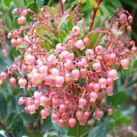  Arbutus unedo Rubra (Doniczka p9 h 15-25 cm) - Zdjęcie №2