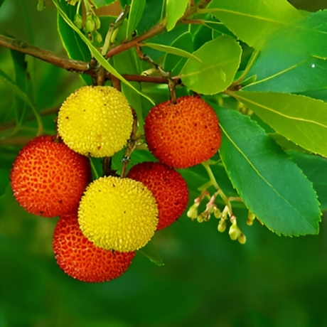 Arbutus unedo Atlantic (Doniczka p9 h 15-25 cm) - Zdjęcie №2