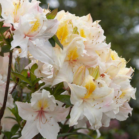 Azalia wielkokwiatowa Arima C2 h 30-65 cm - Zdjęcie №1