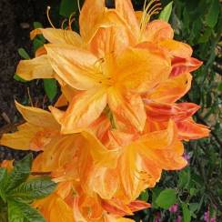 Azalia wielkokwiatowa Arneson's Gem C2 h 30-65 cm