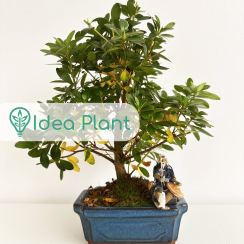 Bonsai azalia indyjska Hoshi no Kagayaki (6 lat) (miotła) doniczka 15cm / wysokość rośliny 20cm